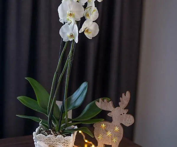 Couette-café Stachon Zakopane